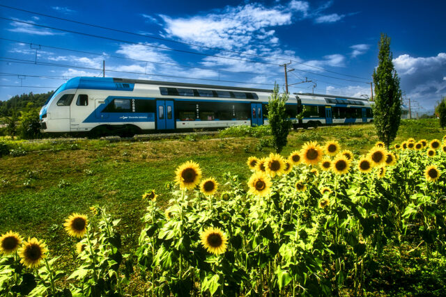 Potniški vlak Stadler pelje mimo cvetočih sončnic v Medvodah