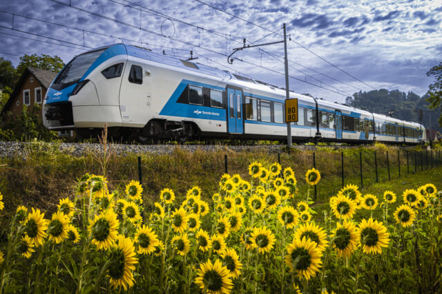 Potniški vlak Stadler ob polju cvetočih sončnic v Celju.
